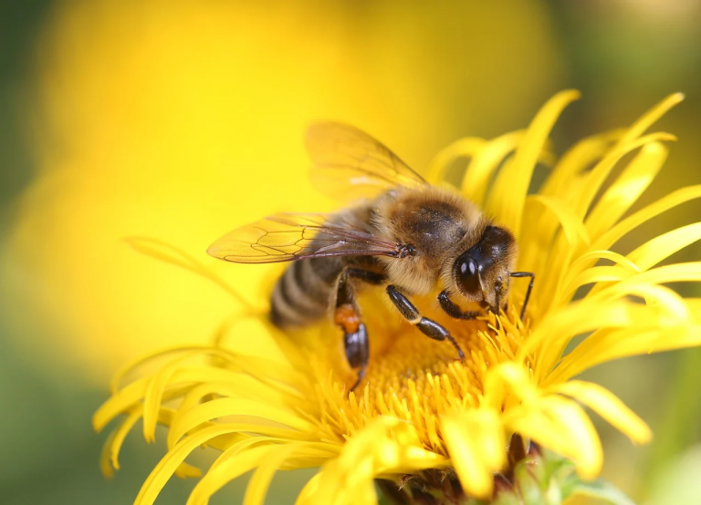 Instant Insight：How Do Plants Pollinate?