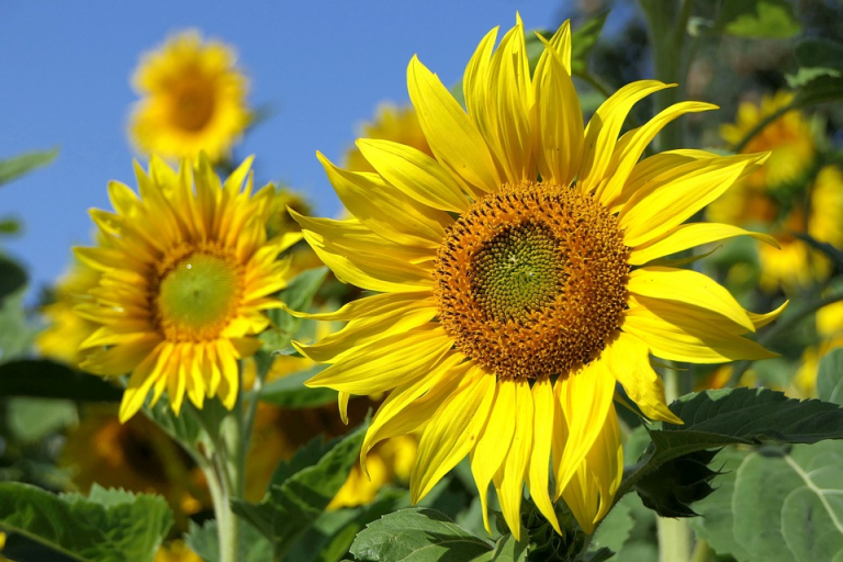 Instant Insight：Sunflowers Only Grow Towards the Light