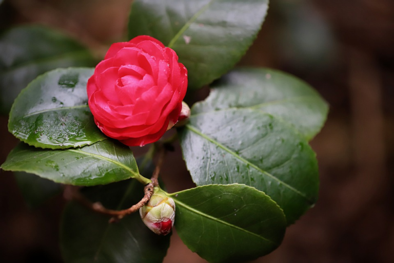 Instant Insight：Are Plants Also Type O Blood?!