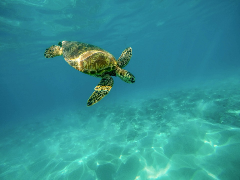 Instant Insight：How Long Do Sea Turtles Live?