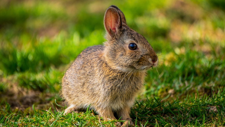 Instant Insight：Do Snakes Have “Feet”? Is Rabbit Pawing the Ground a Sign of Anger?