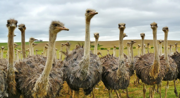 Instant Insight：Why Can’t Ostriches Fly? Do Fireflies Glow Because They Have Electricity?