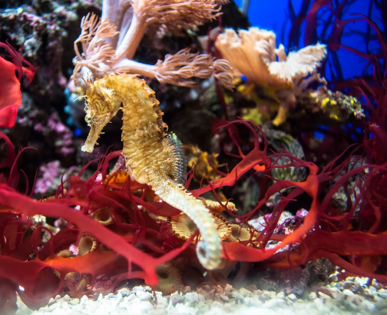 Instant Insight：Can Seahorse Fathers Give Birth? Do Mice Also Eat Cats?